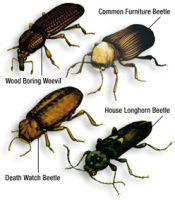 what_is_woodworm_beetles_200